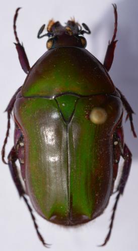 Réf. 260 356 : Coptomia pauliani